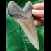 11.4 cm long narrow tooth of the Megalodon