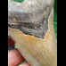 11.4 cm long narrow tooth of the Megalodon