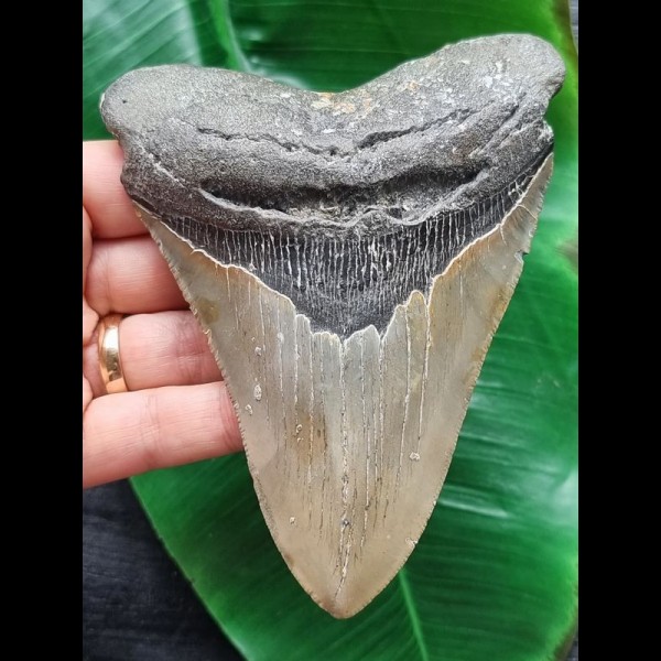 12.7 cm large grey tooth of the Megalodon