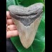 12.7 cm large grey tooth of the Megalodon