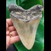 12.7 cm large grey tooth of the Megalodon