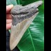 12.7 cm large grey tooth of the Megalodon