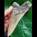 12.7 cm large grey tooth of the Megalodon