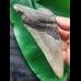 12.7 cm large grey tooth of the Megalodon