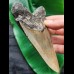 12.7 cm large grey tooth of the Megalodon
