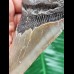 12.7 cm large grey tooth of the Megalodon