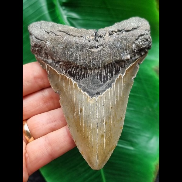 11.0 cm grey arrow-shaped tooth of the Megalodon