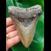 11.0 cm grey arrow-shaped tooth of the Megalodon