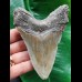 11.0 cm grey arrow-shaped tooth of the Megalodon