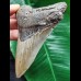11.0 cm grey arrow-shaped tooth of the Megalodon