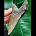 11.0 cm grey arrow-shaped tooth of the Megalodon