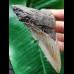 11.0 cm grey arrow-shaped tooth of the Megalodon