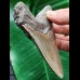 11.0 cm grey arrow-shaped tooth of the Megalodon