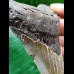 11.0 cm grey arrow-shaped tooth of the Megalodon