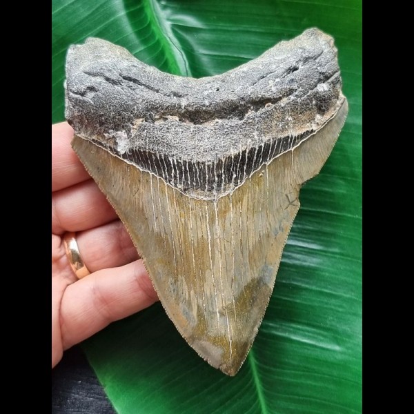 11,5 cm schön gemusterter Zahn des Megalodon