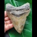 11,5 cm schön gemusterter Zahn des Megalodon