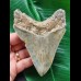 11,5 cm schön gemusterter Zahn des Megalodon