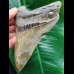 11,5 cm schön gemusterter Zahn des Megalodon