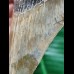 11,5 cm schön gemusterter Zahn des Megalodon
