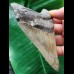 11,5 cm schön gemusterter Zahn des Megalodon