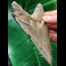 11,5 cm schön gemusterter Zahn des Megalodon