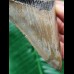 11,5 cm schön gemusterter Zahn des Megalodon