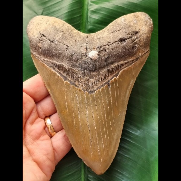 14,2 cm beautiful brown tooth of the Megalodon