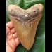 14,2 cm beautiful brown tooth of the Megalodon