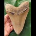 14,2 cm beautiful brown tooth of the Megalodon