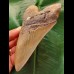 14,2 cm beautiful brown tooth of the Megalodon