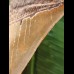 14,2 cm beautiful brown tooth of the Megalodon