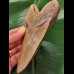 14,2 cm beautiful brown tooth of the Megalodon