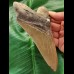 14,2 cm beautiful brown tooth of the Megalodon