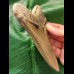 14,2 cm beautiful brown tooth of the Megalodon