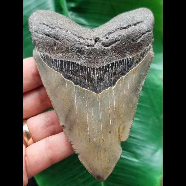 11,8 cm grauer gebogener Zahn des Megalodon