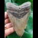 11,8 cm grauer gebogener Zahn des Megalodon
