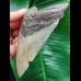 11,8 cm grauer gebogener Zahn des Megalodon