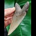 11,8 cm grauer gebogener Zahn des Megalodon