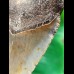 11,8 cm grauer gebogener Zahn des Megalodon