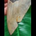11,8 cm grauer gebogener Zahn des Megalodon