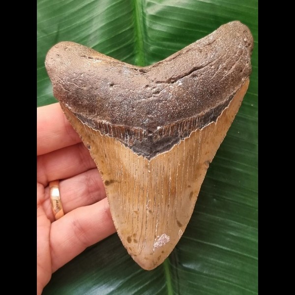 11,4 cm langer brauner Zahn des Megalodon