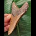 11,4 cm langer brauner Zahn des Megalodon