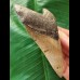 11,4 cm langer brauner Zahn des Megalodon