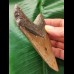 11,4 cm langer brauner Zahn des Megalodon