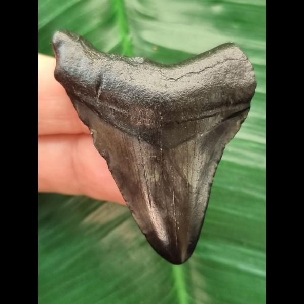 5.3 cm black tooth of the Megalodon