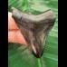 5.3 cm black tooth of the Megalodon