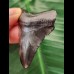 5.3 cm black tooth of the Megalodon