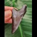 5.3 cm black tooth of the Megalodon