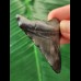 5.3 cm black tooth of the Megalodon