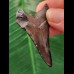 5.3 cm black tooth of the Megalodon